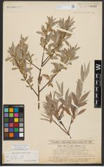 Foto von Salix alba L.